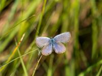 Geißklee-Bläuling oder Argus-Bläuling Weibchen